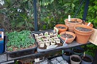 Seed trays in the greenhouse 