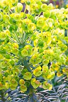 Spurge, Euphorbia characias wulfenii 
