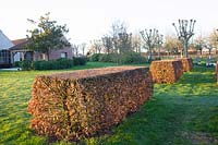 Formal garden with beech hedges in winter, Fagus sylvatica 