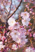 Flowers of the ornamental cherry, Prunus Pink Ballerina 
