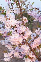 Flowers of the ornamental cherry, Prunus Tsukubane 