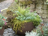 Fall planting in plant container with Sedum, Muehlenbeckia, Eucalyptus and Miscanthus, autumn October