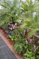 The Mediterranean glasshouse at Winterbourne Botanic Gardens, large pots of palm, Dicksonia Antarctica - Tree Fern - with smaller pots of Veltheimia capensis with pink flowers plus ferns in front, February