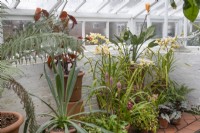 The Mediterranean glasshouse at Winterbourne Botanic Gardens. Assorted potted plants including Cymbidium orchids, Strelizia in large pots with Begonia and Veltheimia capensis in smaller pots, February