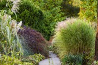 Paved path beside Miscanthus.