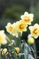 Narcissus 'Jersey Torch' - Daffodil