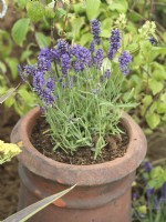 Lavandula angustifolia in pot, summer July