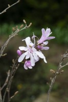 Magnolia stellata 'Rosea' - Star magnolia