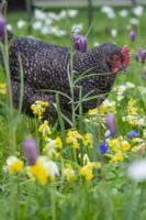 Speckledy Hen amongst spring meadow flowers of Fritillaria meleagris - snakeshead fritillaries, Primula veris - common cowslip and anemones.