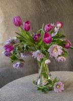 Helleborus x hybridus SP LILY (Spring Promise Series / HGC) and vivid pink tulips. Still life in glass vase.