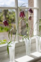 Fritillaria meleagris - snakeshead fritillaries arranged in glass vases on a window sill. Arrangement by Jane Lovett.