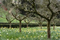 Daffodils below fruit trees at Painswick Rococo Garden in March