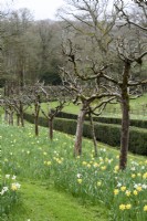Daffodils below fruit trees at Painswick Rococo Garden in March