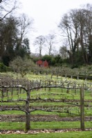 Espaliered fruit trees at Painswick Rococo Garden in Gloucestershire in March