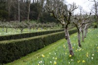 Evergreen hedges running between fruit trees at Painswick Rococo Garden in March