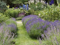 Double row of Lavandula angustifolia - English Lavender - either side of path, in foreground Nepeta x faassenii, summer August 
