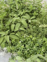 Herb mix includes Salvia officinialis - Sage - with Galium odoratum - Sweet Woodruff, summer June 