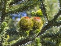 Araucaria araucana - Monkey puzzle tree with Male Cones
