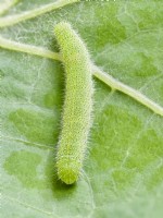 Pieris rapae - Small White caterpillar on nasturtium leaf