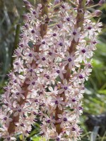 Eucomis 'Sparkling Burgundy' - pineapple lily