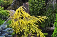 Tsuga canadensis 'Aurea' in rock garden. May