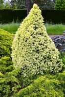 Picea glauca var. albertiana J W Daisy's White on border. May