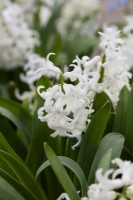 Hyacinthus orientalis 'White'