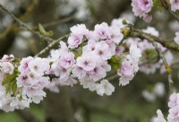 Prunus Matsumae-mathimur-zakura - Japanese Cherry tree