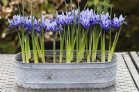 Iris reticulata 'Harmony' planted in oval galvanised metal container and set on an all weather table.