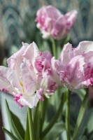 Tulipa 'Cabana'. Pastel Parrot. Close up of single flower. March. Spring
