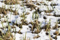 Eleymus arenarius. Young shoots of grass emerging through snow-covered ground. March. 