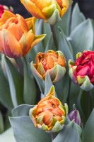 Tulipa 'Orange Princess' and Tulipa 'Red Princess'. March. Spring