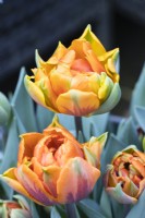 Tulipa 'Orange Princess'. March. Spring