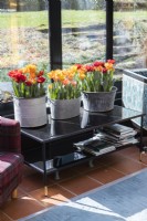 Three galvanised metal containers containing Tulipa 'Red Princess' and Tulipa Orange Princess (outer two) and Tulipa 'Princess Irene' and Tulipa 'Ravena' (central container), placed on glass table and situated in the conservatory. March. Spring