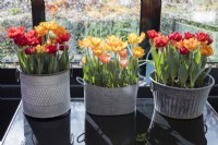 Three galvanised metal containers containing Tulipa 'Red Princess' and Tulipa Orange Princess (outer two) and Tulipa 'Princess Irene' and Tulipa 'Ravena' (central container), placed on glass table and situated in the conservatory. 
