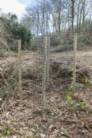 Cage of wooden posts with plastic netting to protect newly planted tree from browsing animals. March. Spring.