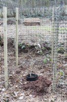 Cage of wooden posts with plastic netting to protect newly planted tree from browsing animals. March. Spring.