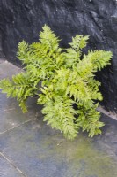 Polypodium australe 'Richard Kayse', also called Polypodium cambricum 'Richard Kayse'. March. Spring. Growing in plastic pot. 