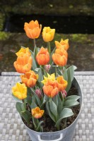 Tulipa 'Princess Irene' with Tulipa 'Ravana'  and three plants of Tulipa 'Pretty Princess' not fully open, planted in galvanised metal container and placed outside on all weather table. March. Spring.