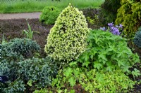 Picea glauca var. albertiana J W Daisy's White on border in spring garden. May