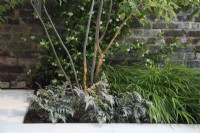 Multi stem Amelanchier canadensis underplanted with Athyrium niponicum 'Pewter Lace', Hakonechloa macra and Trachelospermum jasminoides climbing against the wall with lighting.