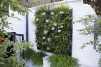 The green wall planting includes white Agapanthus, Salvia rosmarinus (Rosemary), Euphorbia amygdaloides var. robbiae and Sesleria, it is underplanted with clumps of the grass Hakonechloa macra.