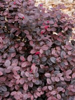 Loropetalum chinense Pipa's Red, spring March