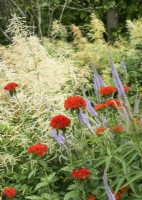 Orange-flowered Lychnis chalcedonica in a bed with spires of Veronica spicata with background of white Aruncus dioicus, summer July 