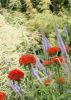 Orange-flowered Lychnis chalcedonica in a bed with spires of Veronica spicata with background of white Aruncus dioicus, summer July 