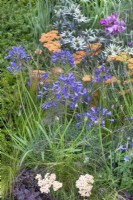 Agapanthus in a bed with orange Achilles and silver Eryngium, July