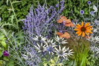 Mixed perennials such as silver Eryngium with orange Achillea and Echinacea, July