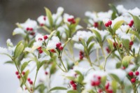 Skimmia japonica 'Scarlet Dwarf' berries
