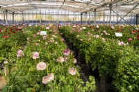 The rows of Ranunculus hybrids in glasshouse of the Biancheri creazioni company, a breeder and producer of Ranunculus and Anemones bulbs.
Camporosso, Riviera dei Fiori, Italy
