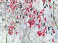 Bitter berries of Viburnum betulifolium are unlikely to be eaten by birds in Winter